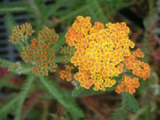 Achillea 'Terra Cotta' Duizendblad bestellen